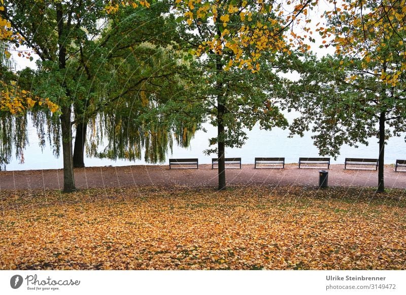 Autumn hanseatic Environment Nature Plant Water Tree Leaf Park Lakeside Alster Hamburg Town Port City Downtown Relaxation To dry up Natural Emotions Moody Calm