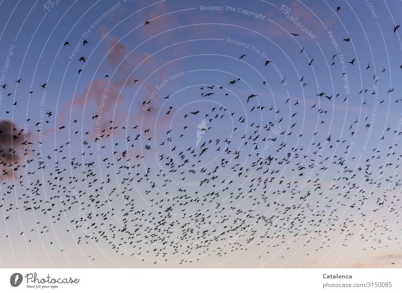 Mass gathering, takes place when starlings gather in the sky in autumn Nature Animal Sky only Clouds Sunrise Sunset Winter Beautiful weather Bird Crow Flock