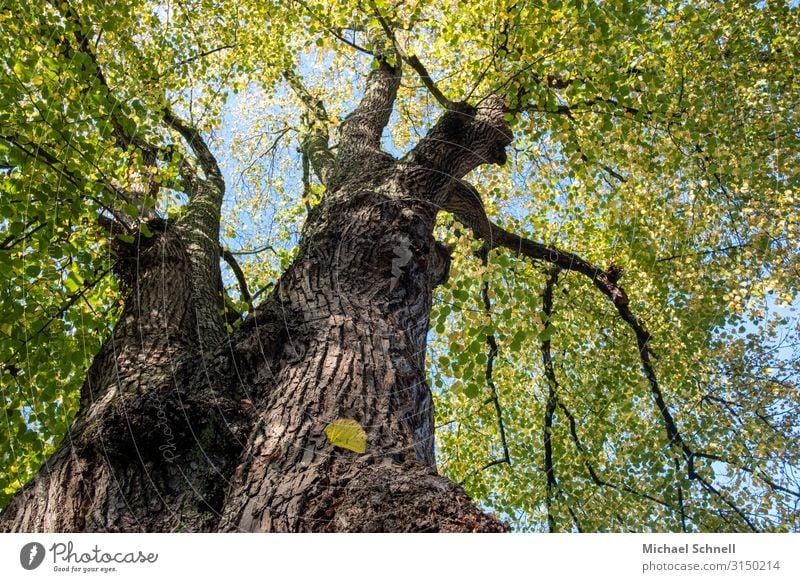 lime Environment Plant Tree Lime tree Natural Strong Might Power Colour photo Exterior shot Deserted Worm's-eye view