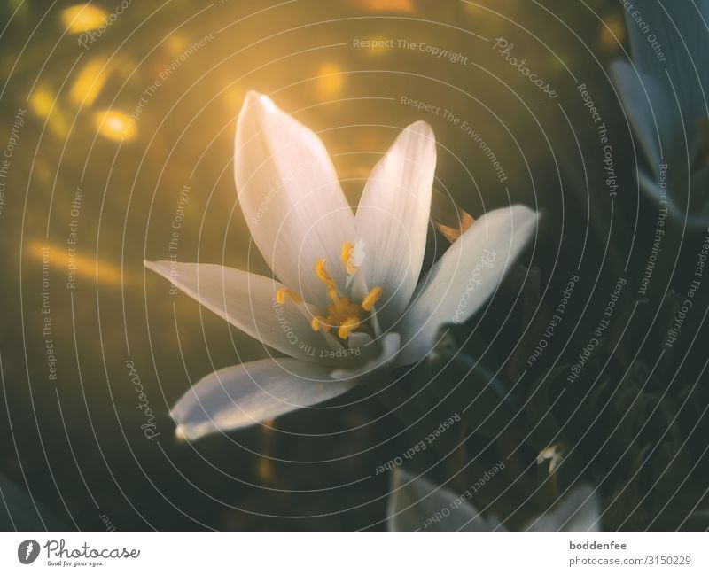Milk star in sunlight Nature Plant Sunlight Spring Beautiful weather Flower Blossom Garden Gold Green White Colour photo Exterior shot Close-up