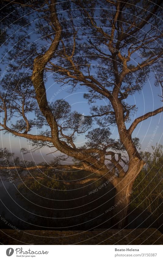 Trees 14 Exterior shot exotic evening mood Twilight branch branches Coniferous trees Twigs and branches Sky