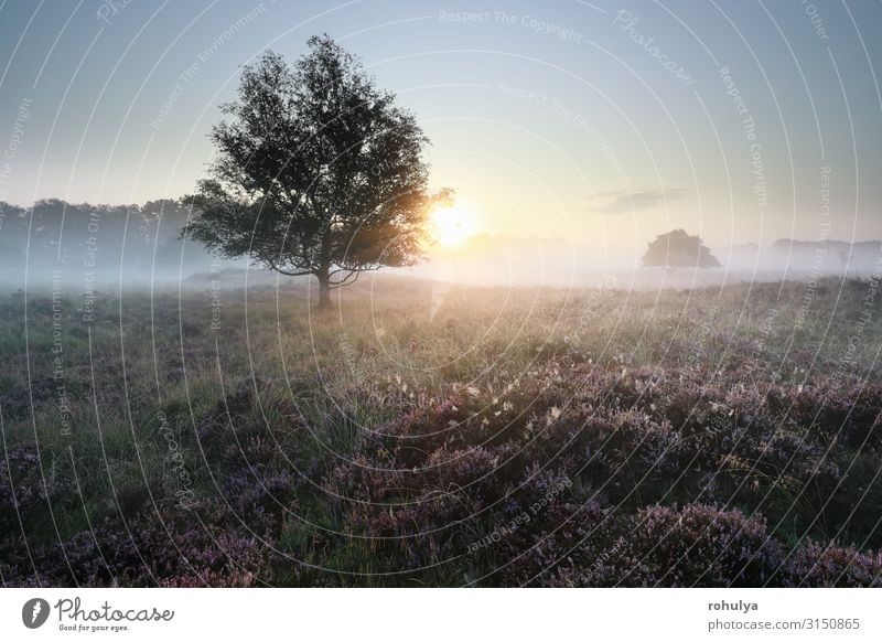 quiet beautiful misty sunrise over heathland Beautiful Sun Nature Landscape Plant Sunrise Sunset Autumn Fog Tree Flower Meadow Forest Wild Pink Serene