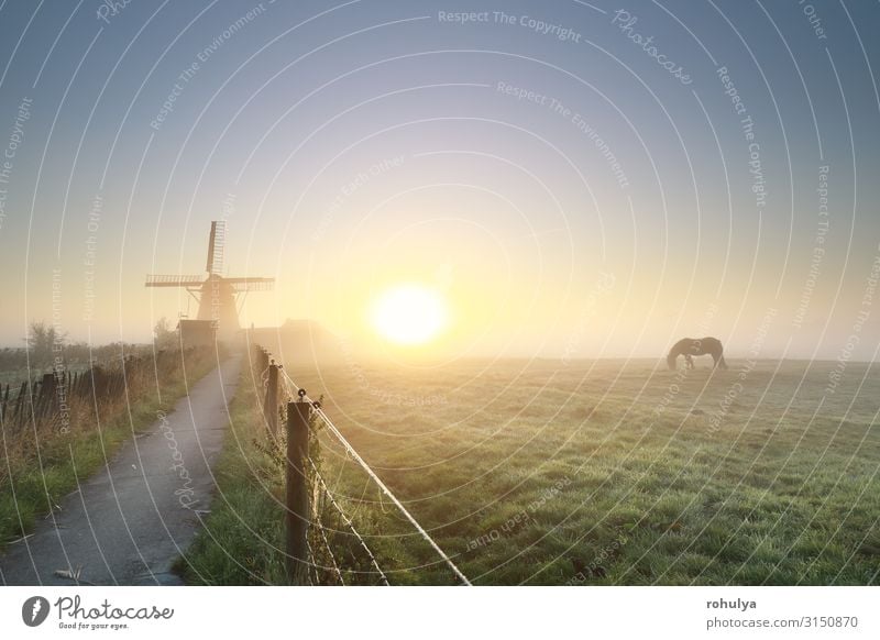 misty gold sunrise with grazing horse and windmil Calm Summer Sun Landscape Horizon Sunrise Sunset Fog Grass Lanes & trails Horse To feed Serene Windmill