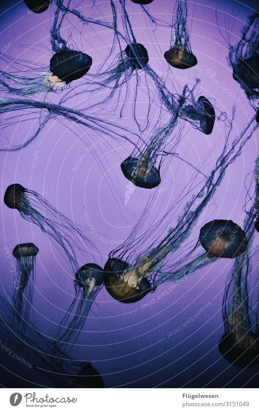Jellyfish the third plague with jellyfish Jellyfish Nebula jellyfish pool jellyfish blue jellyfish blue jellyfish Aquarium