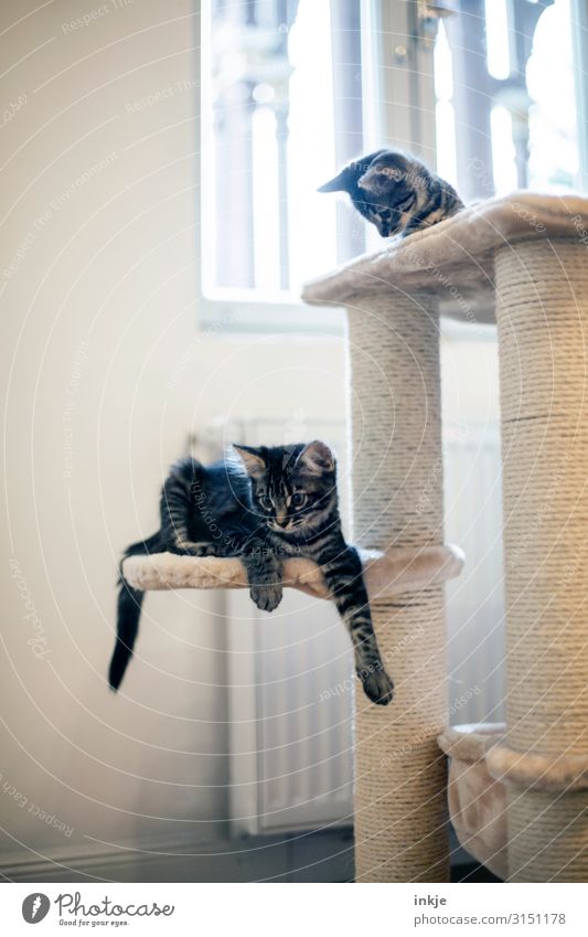 Smilla and Emmy Living or residing Flat (apartment) Room Window Pet Cat 2 Animal Baby animal cat tree Bright Small Curiosity Cute Relaxation Calm Colour photo
