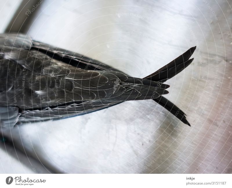 Royalty-Free photo: Close up photo of gray fish tail