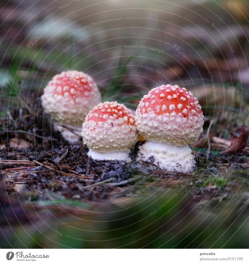 The Enlightened Beings Nature Elements Earth Forest Authentic Beautiful Uniqueness Mushroom Amanita mushroom 3 Intoxicant Fresh New Autumn Colour photo