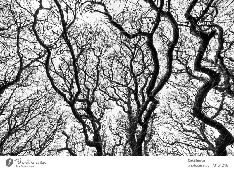 The bare, gnarled, wildly branching branches of old deciduous trees stretch towards the sky background twigs Distorted Old Branched Tree Deciduous tree Gnarled