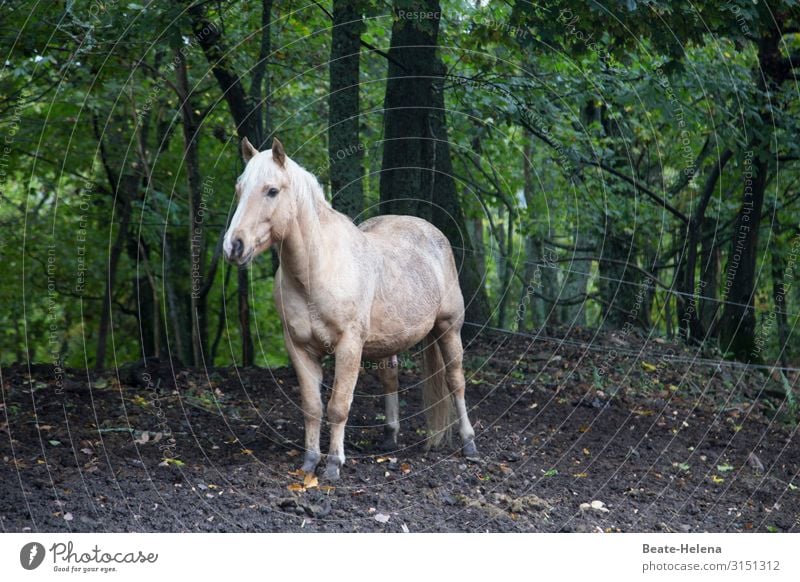 World of animals 14 Horse Forest White temporising Exterior shot Animal Freedom Landscape pretty