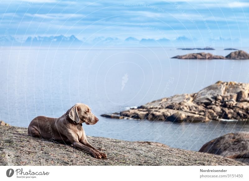 With the dog in Lofoten Vacation & Travel Far-off places Freedom Ocean Island Nature Landscape Elements Air Water Sky Clouds Beautiful weather Rock Mountain