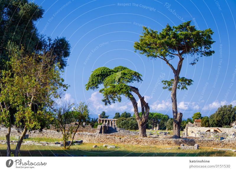 Landscape with the greek Temple. Paestum, Italy Vacation & Travel Tourism Art Culture Park Ruin Architecture Old Poseidonia Acropolis Greek World heritage