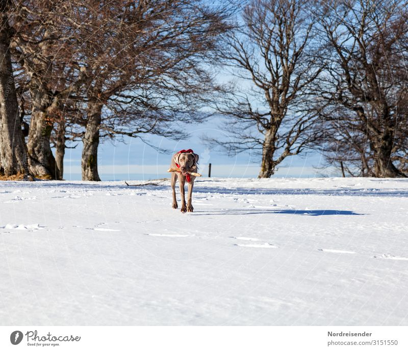 Playing in the snow Vacation & Travel Trip Winter Winter vacation Nature Landscape Sky Climate Beautiful weather Ice Frost Snow Tree Park Forest Animal Pet Dog
