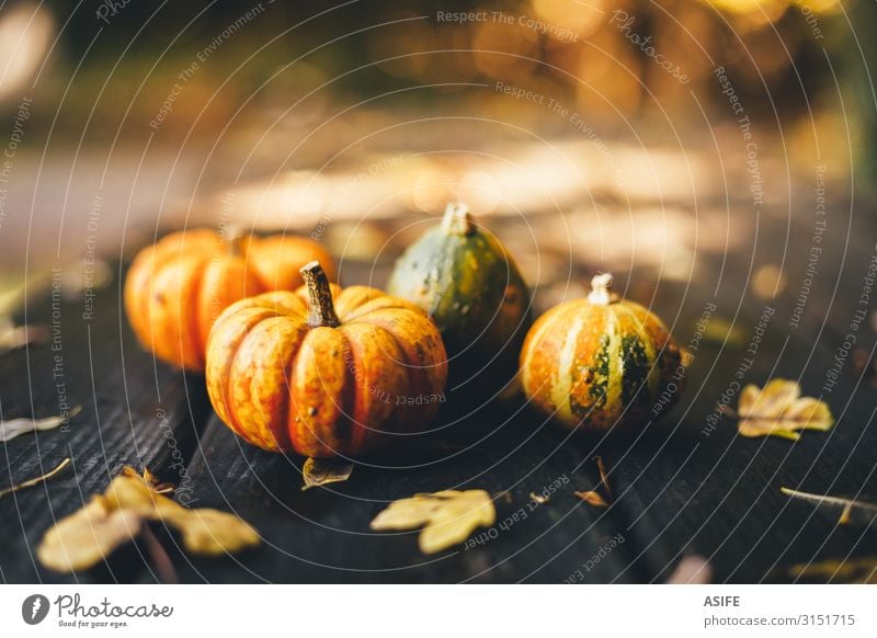 Thanksgiving background with pumpkins on a rustic wooden table Vegetable Garden Decoration Table Feasts & Celebrations Hallowe'en Nature Autumn Warmth Leaf