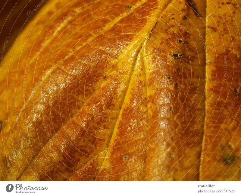 AutumnGold Leaf Tree Sentimental Detail Macro (Extreme close-up) Nature case Old Colour