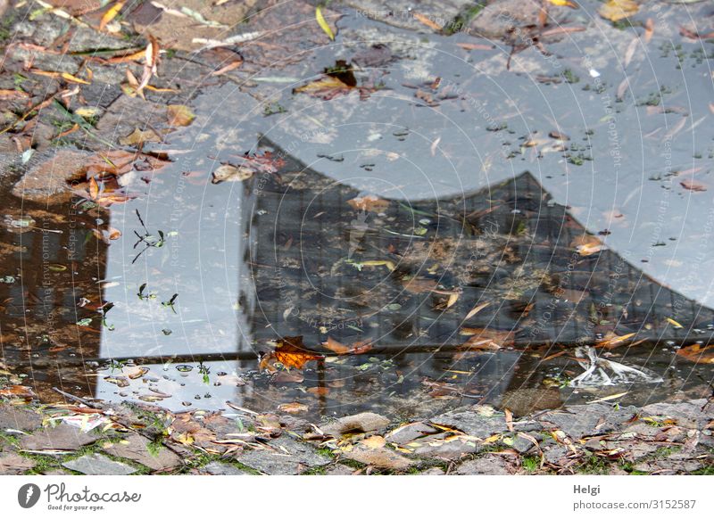 Reflection of a Hamburg sight in a puddle of colourful autumn leaves Autumn Leaf Town Manmade structures Tourist Attraction Elbe Philharmonic Hall Puddle