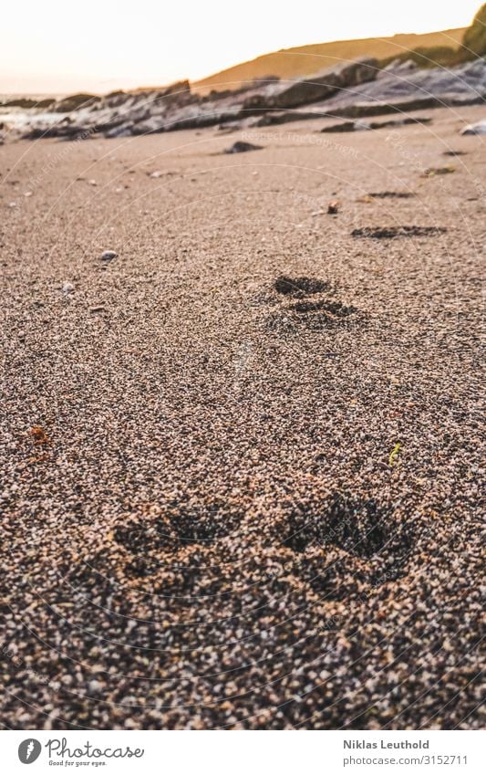 Traces in the sand Sun Beach Ocean Environment Nature Sunlight Summer Beautiful weather coast Animal Dog Animal tracks 1 Going Walking Tracking Tracks Imprint