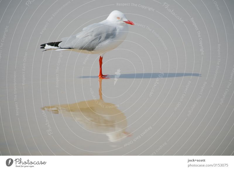 silver gull triple ll Pacific beach Wild animal Silvery gull Exceptional Perspective Surrealism Symmetry Shadow play Reaction Sun's position Abstract Silhouette