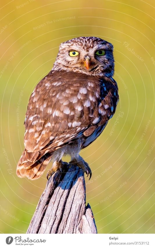 Cute owl, small bird with big eyes Beautiful Nature Animal Forest Bird Wing Small Funny Natural Wild Brown Yellow Gold Green Black White wildlife Owl Prey