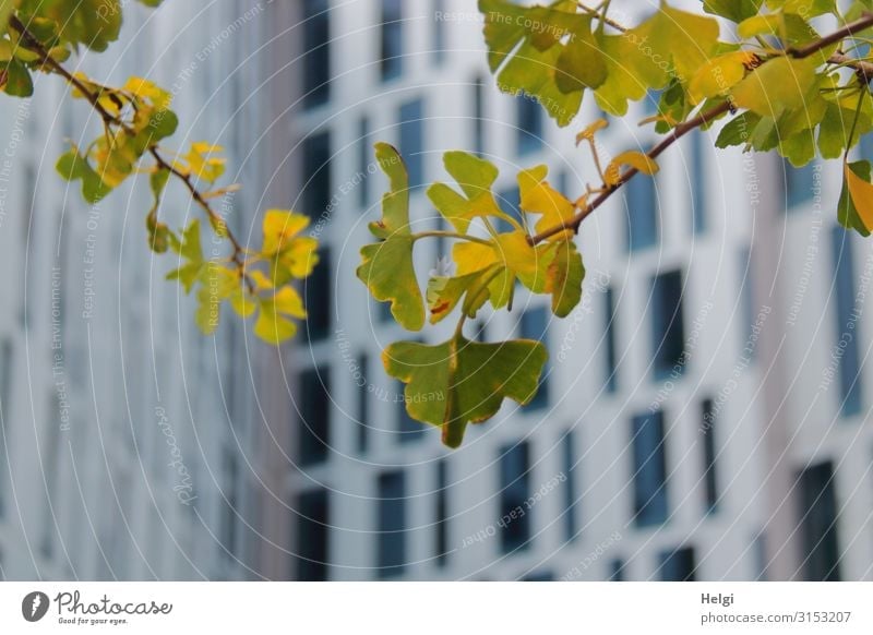 Close-up of branches with green-yellow ginkgo leaves in front of a modern high-rise building with many windows Environment Nature Plant Autumn Tree Leaf Twig