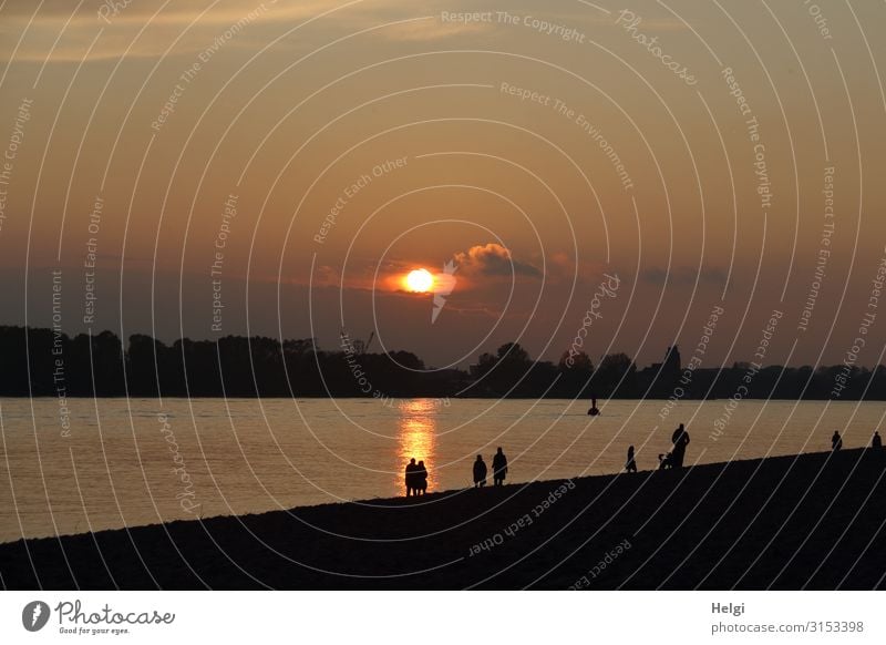 Silhouettes of people at sunset on the Elbe beach in Hamburg Environment Nature Landscape Water Autumn Beautiful weather River bank Beach Elbstrand Illuminate