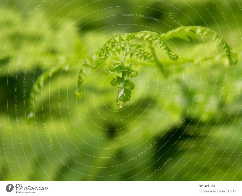 The raindrip fern II ...the same forest walk in the same rain )
