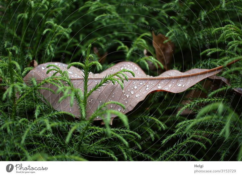 a large brown leaf with raindrops lies between green branches Environment Nature Plant Drops of water Autumn Tree Leaf Foliage plant Park Lie To dry up Growth