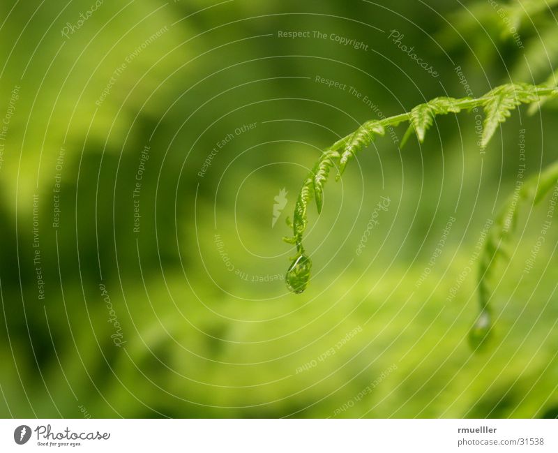 The raindrip fern Green Rain Drops of water Water Pteridopsida Nature Macro (Extreme close-up)