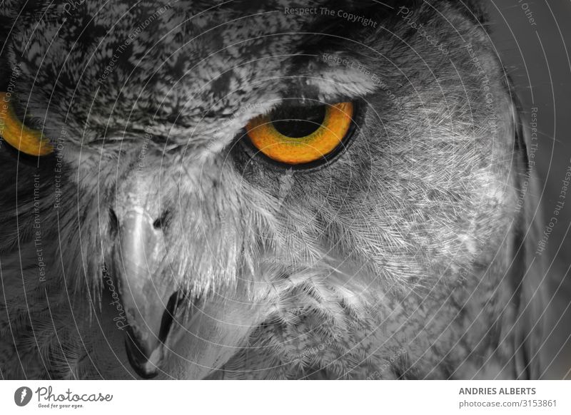 Owl Eyes - Icon of Nature Vacation & Travel Tourism Adventure Freedom Sightseeing Safari Environment Animal Park Wild animal Bird Animal face Owl eyes Owl birds