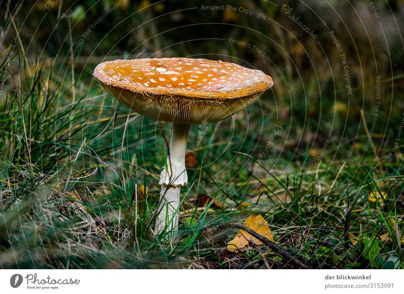 A little man stands in the forest IV Forest Mushroom Autumn Amanita mushroom Individual Cool (slang) Grass
