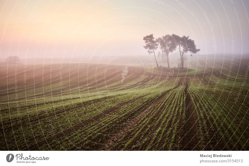 Scenic misty sunrise on a field Beautiful Vacation & Travel Sun Nature Landscape Sky Autumn Fog Tree Agricultural crop Meadow Field Loneliness Uniqueness