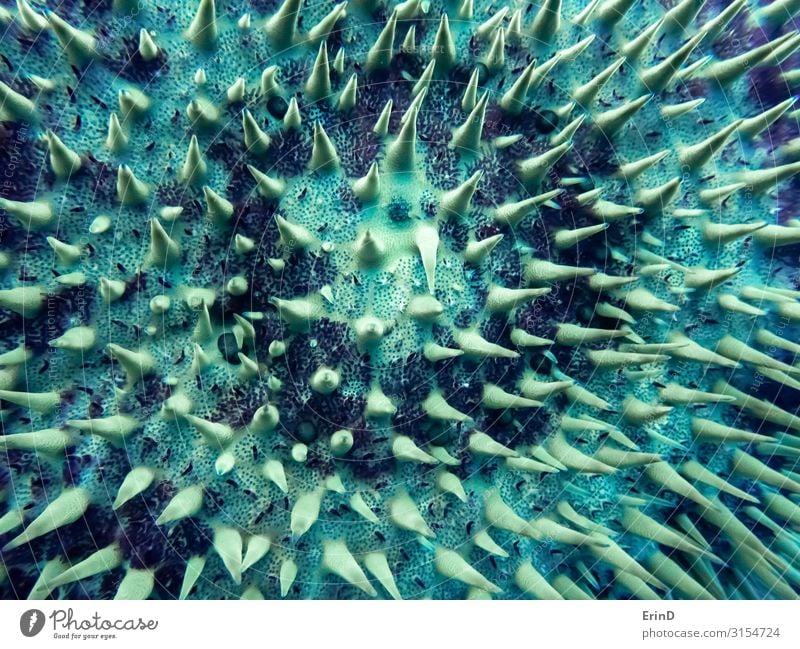 Detail Points and Spines on Crown of Thorns Seastar Underwater Design Beautiful Life Vacation & Travel Ocean Dive Art Nature Animal Switch Exceptional