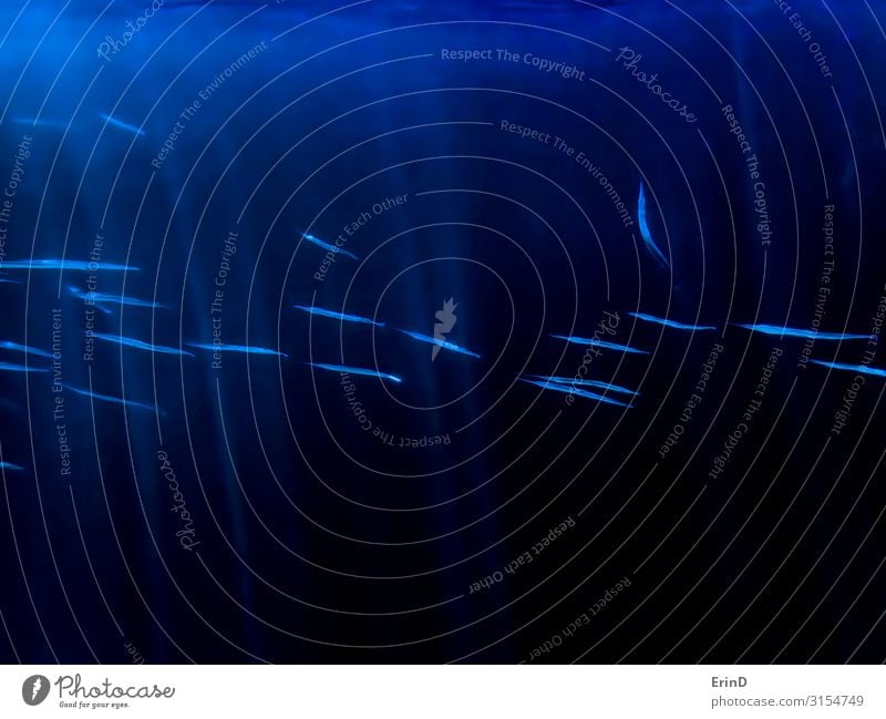 School of Neon Blue Needlefish in Rays of Sunlight Life Vacation & Travel Adventure Ocean Dive Art Environment Nature Virgin forest Switch Exceptional