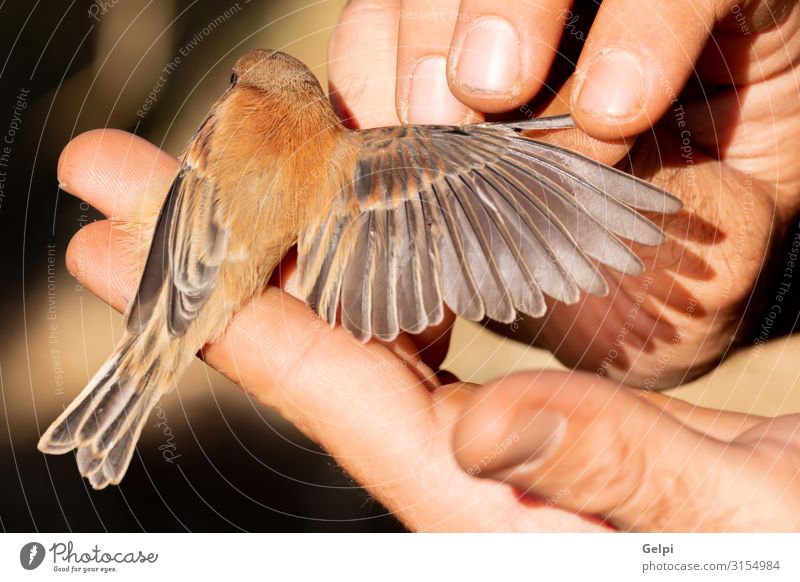Someone sizing the wind of a small bird Happy Child Human being Hand Animal Park Bird Small Wild Brown Colour wildlife wing size Hold extreme macro Wound fauna