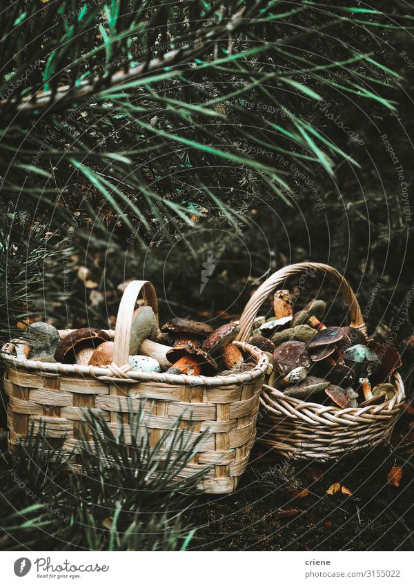 mushrooms in a basket Basket Mushroom Food Nature Grass Forest Wicker basket Autumn Isolated (Position) White Green Brown Picnic empty Natural Fresh Summer