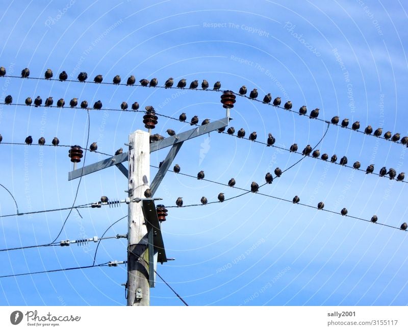 Waiting for departure... Energy industry Electricity High voltage power line Electricity pylon Animal Bird Group of animals Flock Crouch Communicate Sit Free