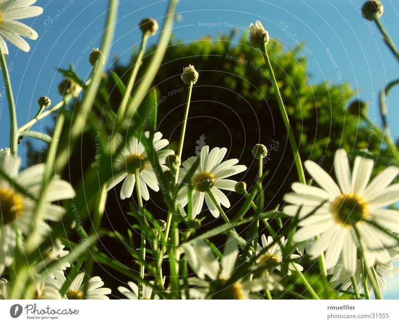 We are the biggest... Marguerite Flower Tree Near Grass Green Yellow Nature Sky Macro (Extreme close-up) Close-up Blue