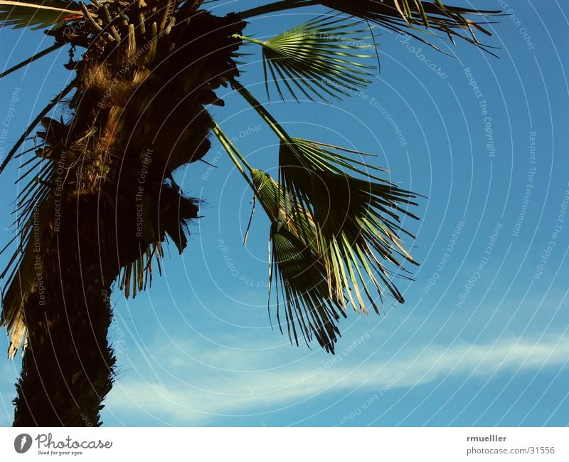 Wanderlust III Palm tree Tree Summer South Vacation & Travel Green Leaf Sky Blue Nature Close-up