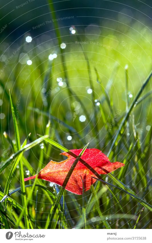 Red-bright, damaged autumn leaves caught in the wet grass. autumn leaf Grass Wet Illuminate corrupted Autumnal autumn mood entangled Contrast Rich in contrast