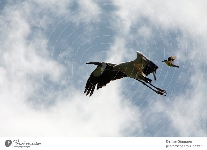 wood stork and a little bird fly together in Costa Rica Life Tourism Adventure Sightseeing Expedition Environment Nature Landscape Climate Beautiful weather