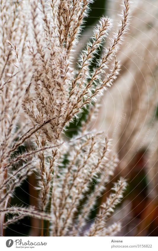 plantenic | UT Hamburg Plant Grass Growth Soft Brown Warm-heartedness Sympathy Cuddly Delicate Light brown Colour photo Exterior shot Deserted Day