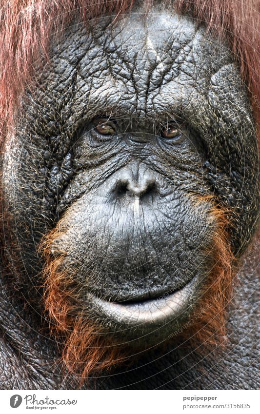 orangutan Safari Animal Wild animal Animal face Pelt Zoo Orang-utan 1 Smiling Gray Orange Colour photo Exterior shot Close-up Central perspective