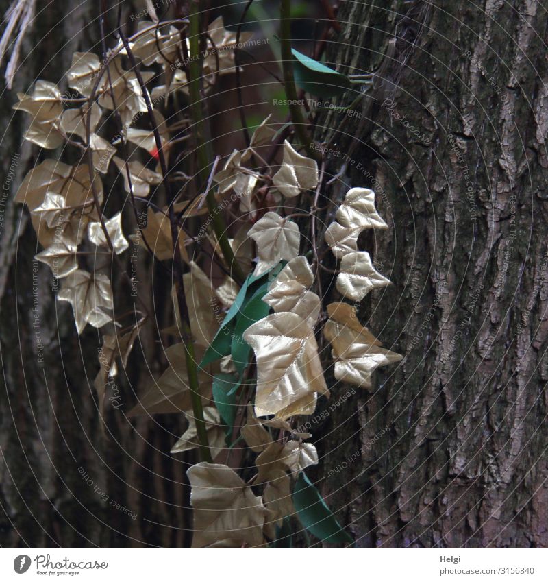 ivy leaves sprayed with gold paint as decoration on a tree trunk Environment Nature Plant Tree Leaf Tree trunk Ivy Decoration Kitsch Odds and ends Hang