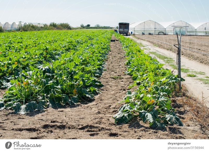 Zucchini on rows in industrial farm. Vegetable Fruit Summer Garden Nature Landscape Plant Earth Flower Leaf Growth Fresh Natural Green field plantation Farm