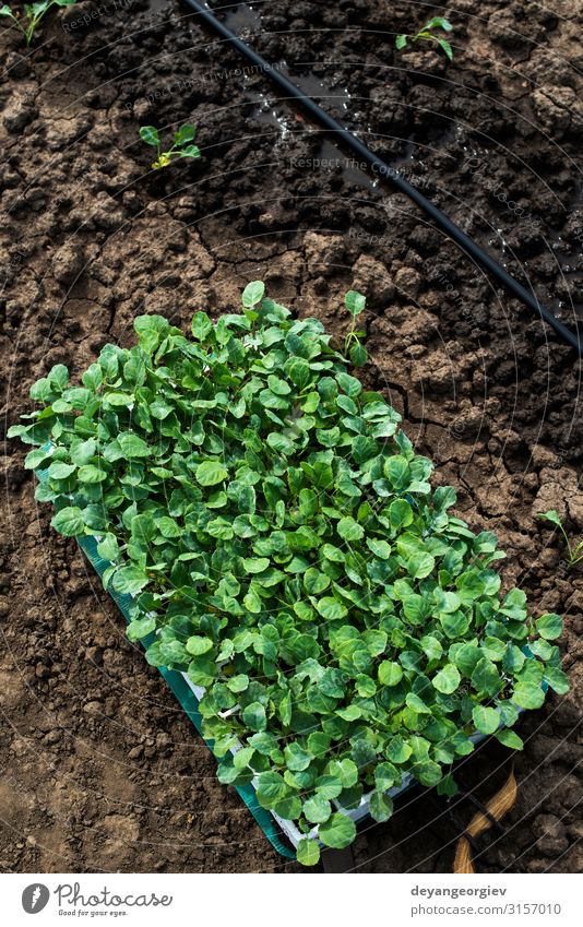 Seedlings in crates on the agriculture land. Planting broccoli Vegetable Garden Gardening Industry Environment Nature Earth Leaf Growth Fresh Green Farm big