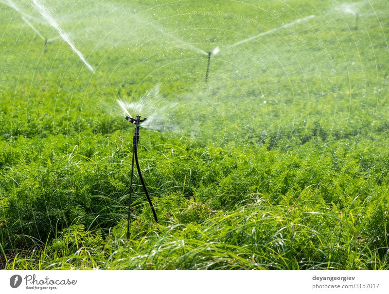 Watering plantation with carrots. Irrigation sprinklers Vegetable Garden Gardening Technology Environment Nature Plant Earth Leaf Tube Line Growth Green