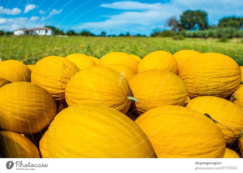 Canary yellow melons from the farm. Fruit Dessert Nutrition Vegetarian diet Diet Sun Nature Fresh Large Bright Delicious Natural Juicy Yellow Gold White