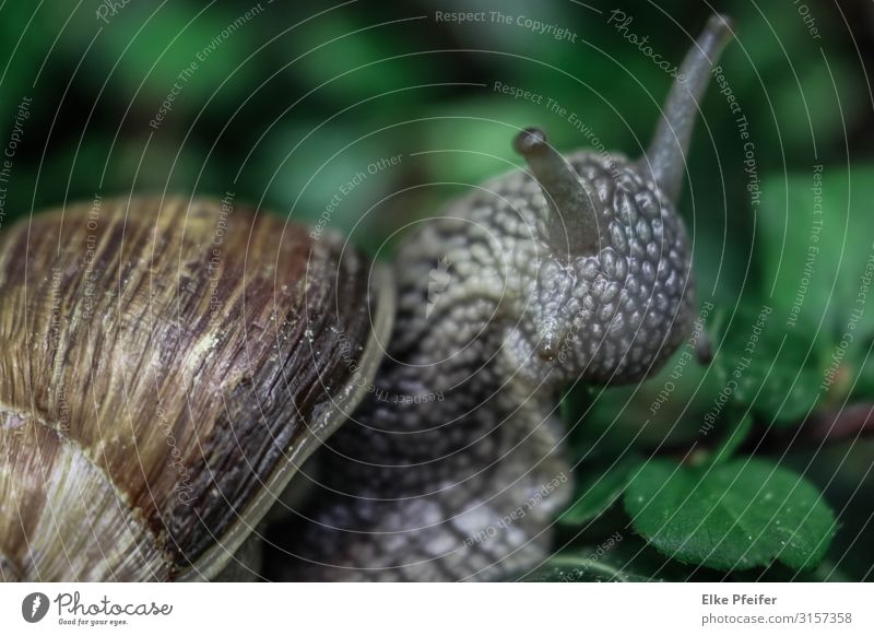 Weinbergschnecke Nature Animal Pet Wild animal Snail 1 Emotions Moody Distress Slowly Slow motion Peace Exterior shot Deserted Day