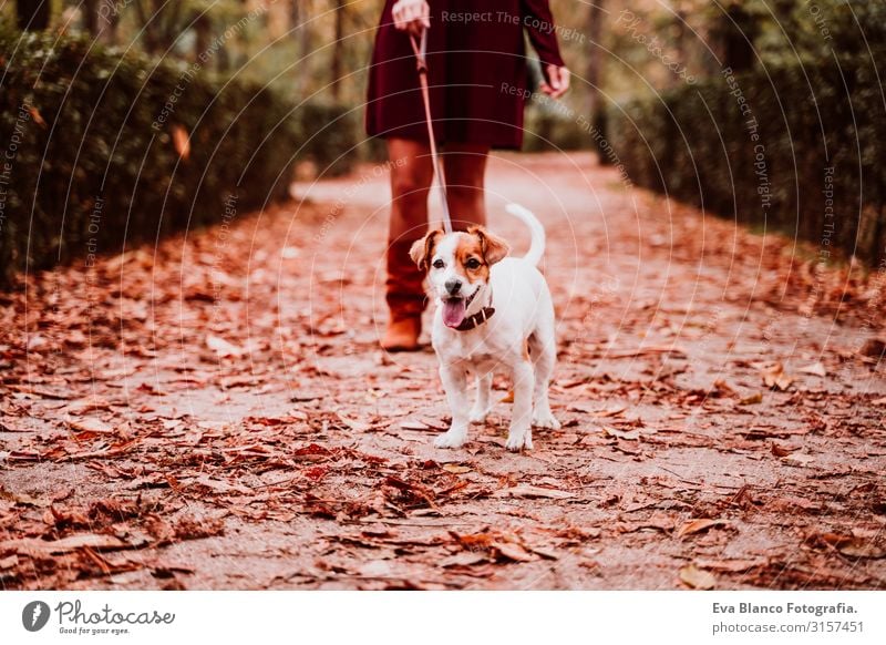 young woman and her cute jack russell dog walking in a park. Love for animals concept Woman Dog Walking Park Autumn Forest Tree Jack Russell terrier Cute Small