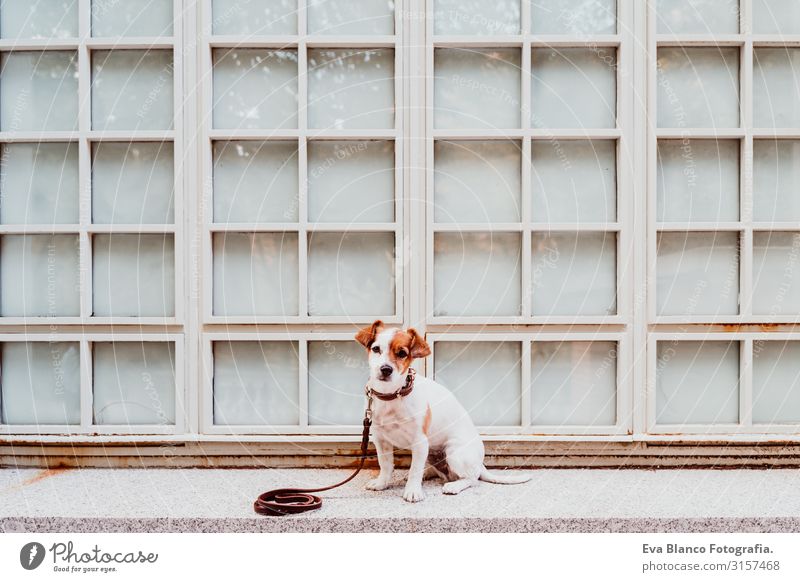 cute jack russell dog sitting outdoors. Window background Dog Jack Russell terrier Terrier Pet Exterior shot Sit House (Residential Structure) Home Cute Small