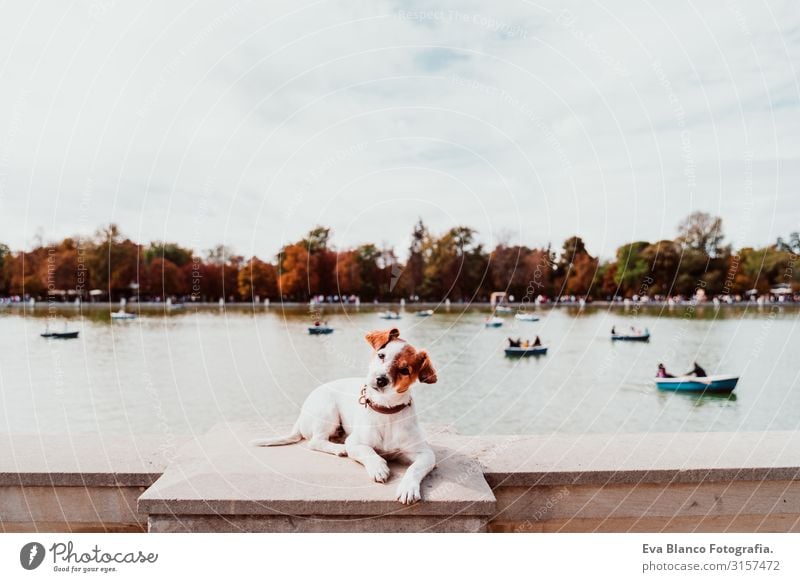 cute jack russell dog standing by Retiro park lake in madrid. Pets outdoors Dog Lake Jack Russell terrier Terrier Park City Town Watercraft enjoying owner Happy